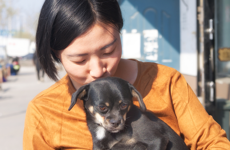 Divorce and the family pet in New York